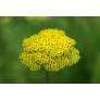 Achillea filipendulina 'Parker's Variety'