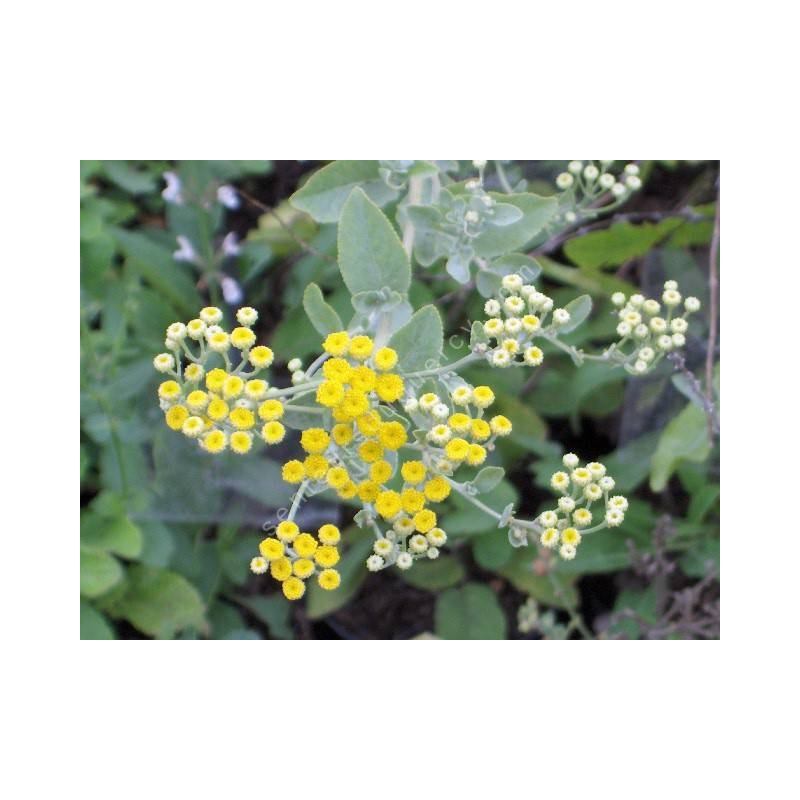 Tanacetum balsamita, Menthe-Coq