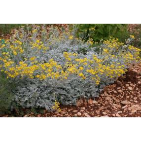 Tanacetum densum subsp. amanii, Tanaisie d'Arménie