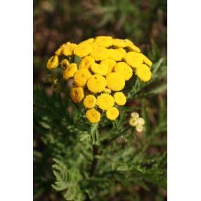 Tanacetum vulgare, Tanaisie commune