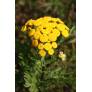 Tanacetum vulgare, Tanaisie commune