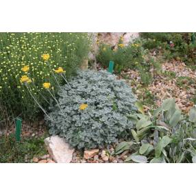 Tanacetum 'Beth Chatto', Tanaisie