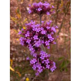 Verbena bonariensis, Verveine de Buenos Aires