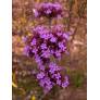 Verbena bonariensis, Verveine de Buenos Aires