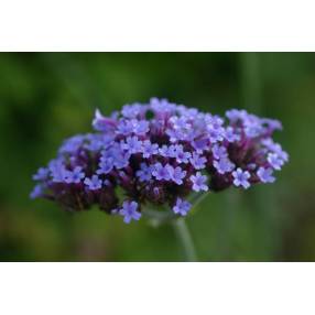 Verbena bonariensis, Verveine de Buenos Aires