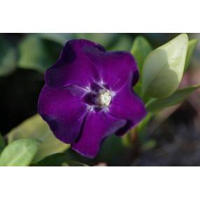 Vinca minor 'Atropurpurea', Petite pervenche