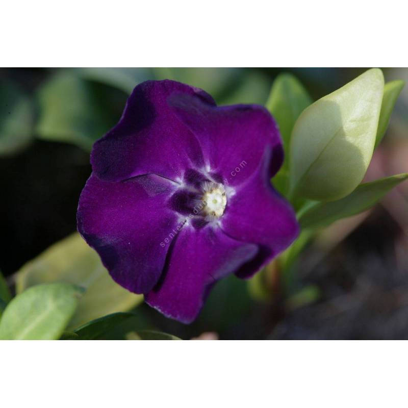 Vinca minor 'Atropurpurea', Petite pervenche