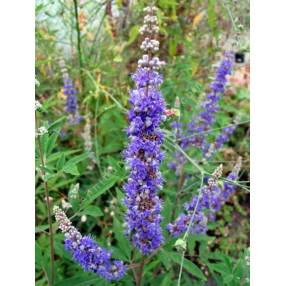 Vitex agnus-castus - Gattilier, poivre des moines