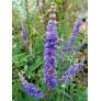 Vitex agnus-castus - Gattilier, poivre des moines