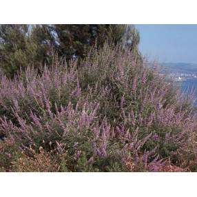 Vitex agnus-castus - Gattilier, poivre des moines