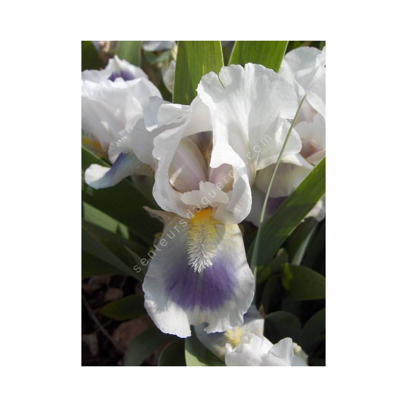 Iris 'Lilli Amoena'