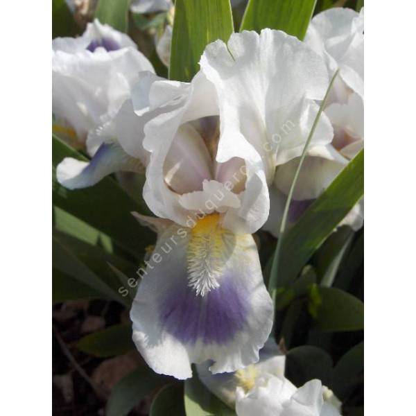 Iris 'Lilli Amoena' Iris 'Lilli Amoena'