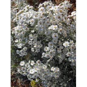 Achillea umbellata - Achillée couvre-sol