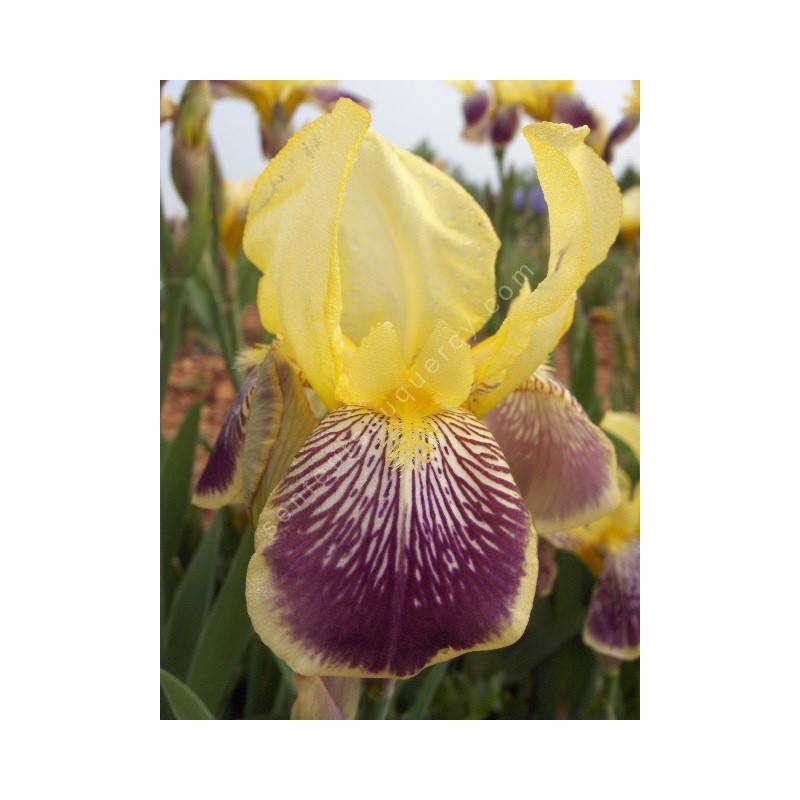 Iris 'Nibelungen'