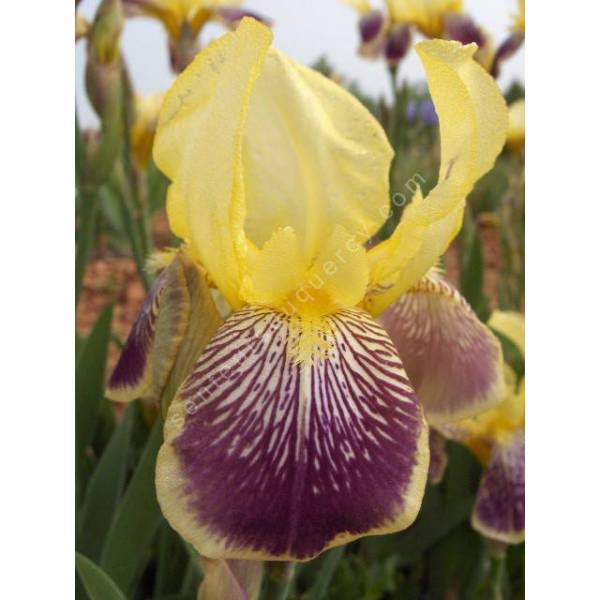 Iris de jardin intermédiaire 'Nibelugen' - vente en ligne