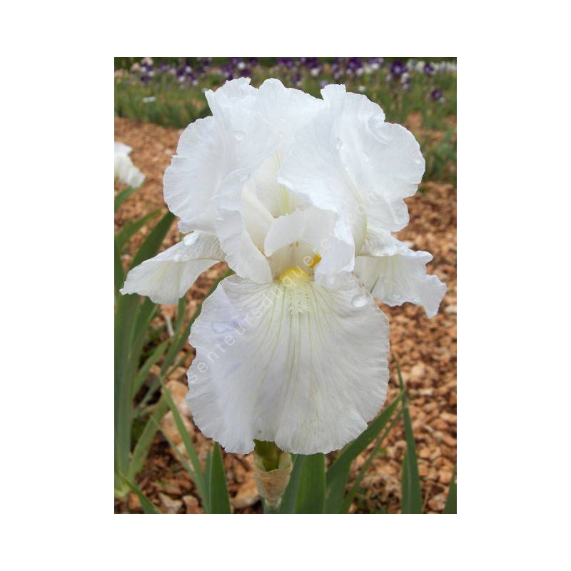 Iris 'Immortality'