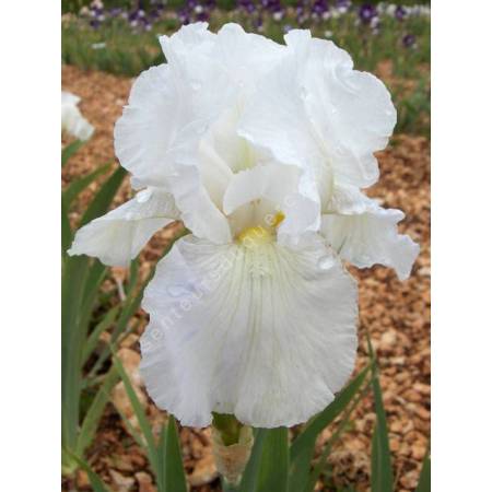 Iris 'Immortality'