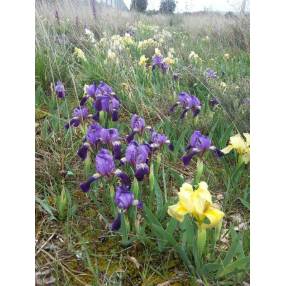 Iris lutescens - Iris des garrigues