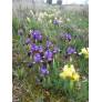 Iris lutescens - Iris des garrigues