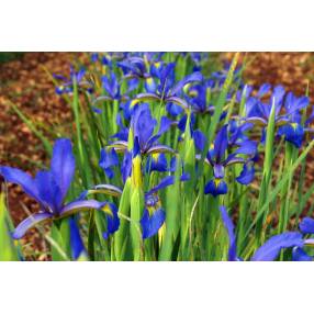 Iris spuria subsp. maritima