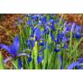 Iris spuria subsp. maritima