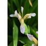 Iris foetidissima -Iris gigot