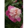 Paeonia 'Bowl Of Beauty' - Pivoine herbacée