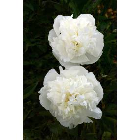 Paeonia 'Duchesse De Nemours' - Pivoine herbacée