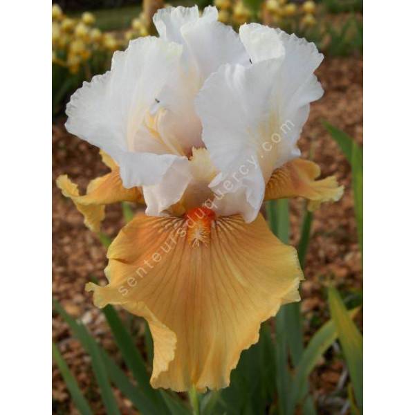 Couleurs chaudes de l'iris 'Amber Snow' Couleurs chaudes de l'iris 'Amber Snow'