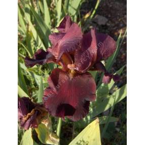 Iris 'Avenging Angel'