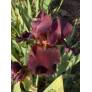 Iris 'Avenging Angel'
