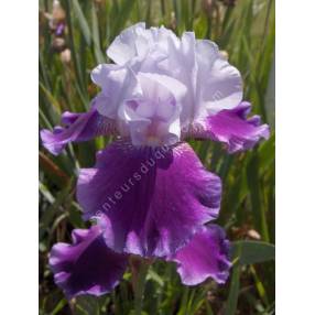 Iris 'Baliverne'