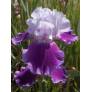 Iris 'Baliverne'