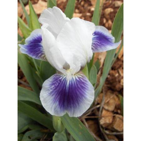 Iris 'Boo'