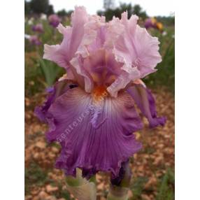 Iris 'Brekeke'