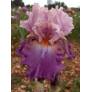 Iris 'Brekeke'