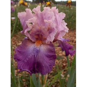 Iris 'Brekeke'