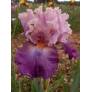 Iris 'Brekeke'