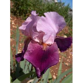 Iris 'Camelot Rose'