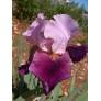 Iris 'Camelot Rose'