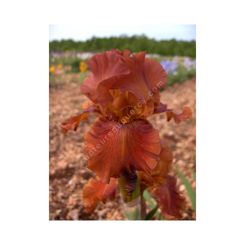 Iris 'Carnival Time'