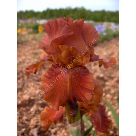 Iris 'Carnival Time'