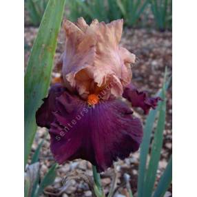 Iris 'Chinese New Year'