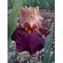 Iris 'Chinese New Year'