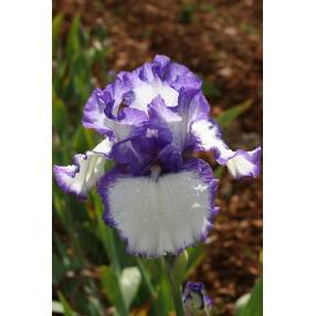 Iris 'Classic Look'