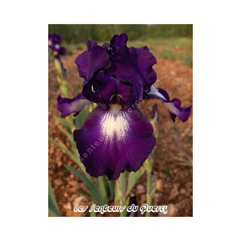 Iris 'Exotic Isle'