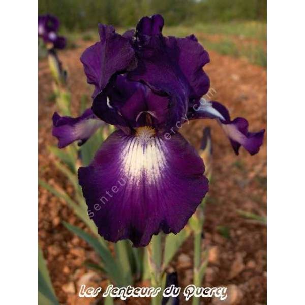 Iris 'Exotic Isle'