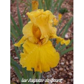 Iris 'Gold Country'