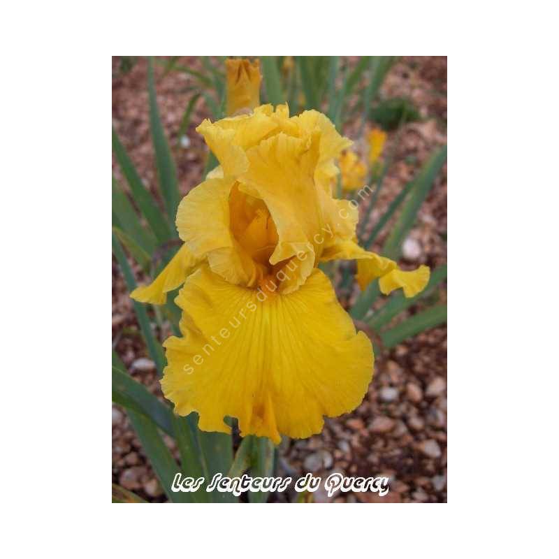 Iris 'Gold Country'