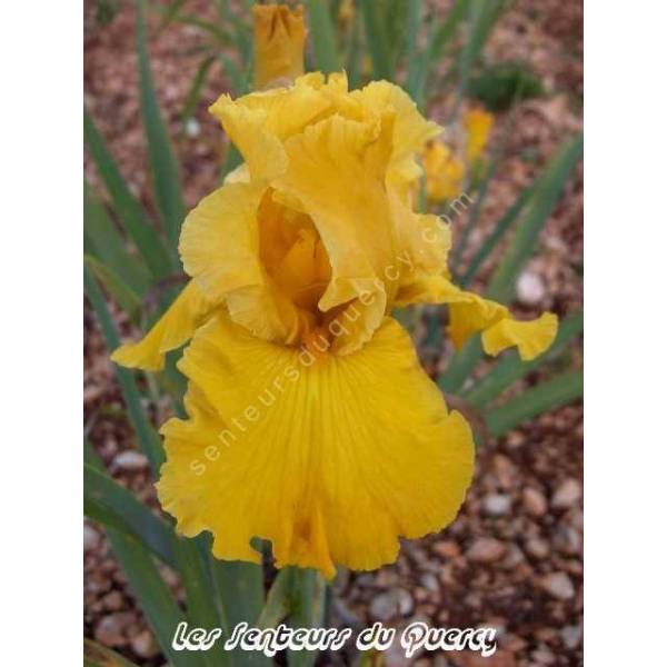 Iris 'Gold Country'